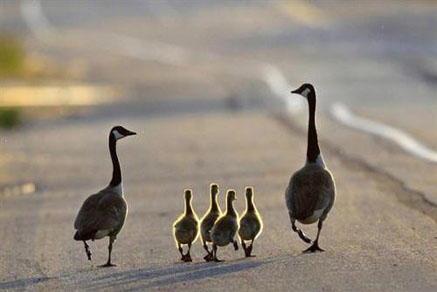 【干貨滿滿】為什么要買學區(qū)房，看完你就懂了